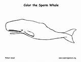 Coloring Whale Sperm sketch template