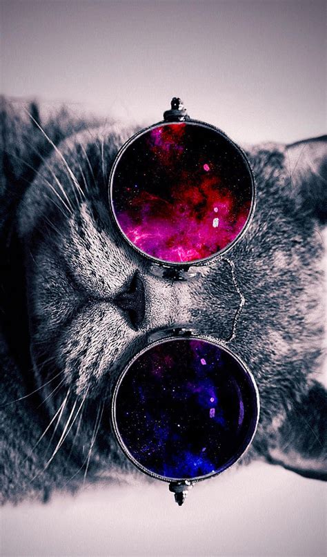 download cat with sunglasses wallpaper gallery