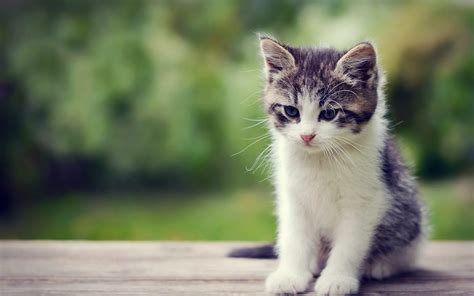 cute kitten wallpapers     day instantly   publish