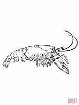 Coloring Crawfish Crayfish Drawing Pages Shrimp Eastern Color Getcolorings Printable Getdrawings sketch template