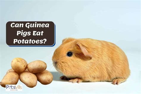 guinea pigs eat potatoes benefits risks  feeding
