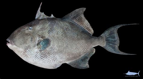 grey triggerfish alchetron   social encyclopedia