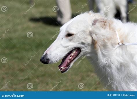 greyhound royalty  stock photography image