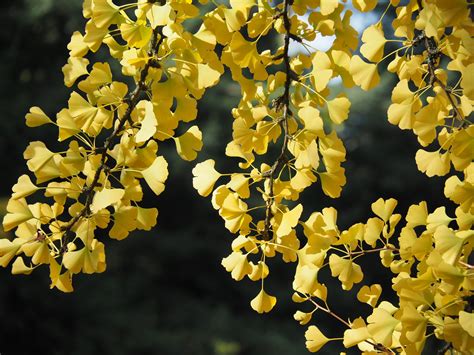 ginkgos story part   tree renowned   beauty usefulness