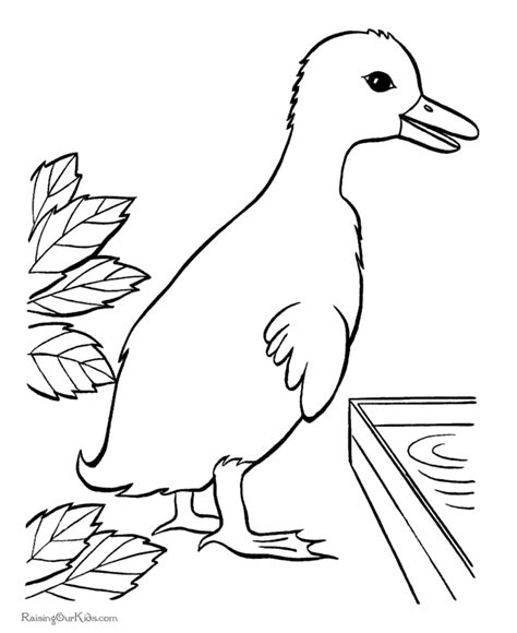 duck picture  print  color duck pictures coloring pages easter