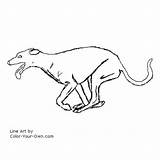 Greyhound Dog Coloring Running Pages Drawing Color Drawings Template Line Own Getcolorings Dogs Draw sketch template