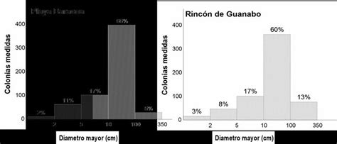Histogramas De Frecuencias De Clases De Tallas Para El Diámetro Mayor