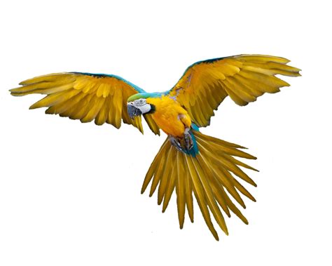 flying parrot png images   transparent image  size xpx