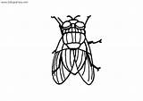 Mosca Moscas Negro Insectos Infantil Volando sketch template