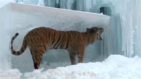 amazing frozen animals
