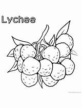 Lychee sketch template