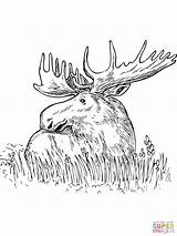 Coloring Moose Alce Colorare Elch Deer Disegni Gaddynippercrayons Pisani sketch template