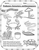 Producers Consumers Decomposers Consumer Producer Decomposer Grade Interactive Identifying sketch template