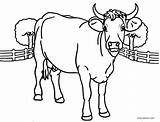 Cow Coloring Pages Printable Face Head Kids Cool2bkids Getdrawings Getcolorings Color Colorings sketch template