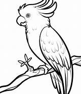 Drawing Cockatoos Cockatoo Easy Drawings Assembly Getdrawings Parrot Coloring Print Paintingvalley sketch template