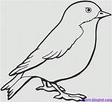 Vogel Skizze Vögel Malen Vorlage Skizzen Blogtnt Malvorlagen sketch template