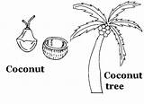 Coconut Printable Coloring sketch template