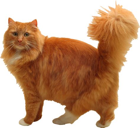 cuddly cat png image purepng  transparent cc png image library