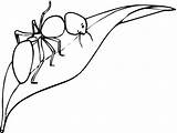Ant Ants Mewarnai Formiche Daun Hormiga Hormigas Formica Foglia Semut Stampare Disegnare sketch template