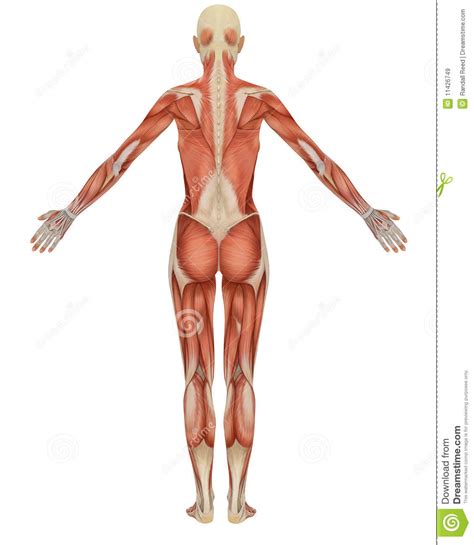 Female Muscular Anatomy Rear View Stock Illustration Illustration Of