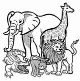 Animals Outline Animal Clipart African Drawing Drawings Wild Outlines Jungle Safari Giraffe Printable Lineart Cliparts Clip Kids Coloring Crocodile Pages sketch template