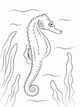 Seahorse Seepferdchen Konik Morski Ausmalbilder Kolorowanka Kolorowanki Ausmalen Zeepaardje Supercoloring Horse Druku Konika Wygląda Seahorses sketch template
