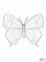 Butterfly Longwing Zebra Pages Coloring Template sketch template