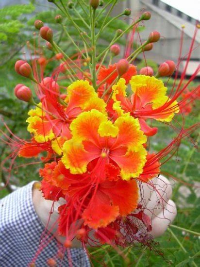 Caesalpinia Pulcherrima Shrub Tree Great For Smaller