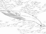 Whale Balenottera Minore Minke Categorie sketch template
