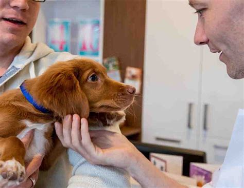 dermatoloog hond dierenziekenhuis eindhoven