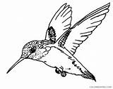Hummingbird Coloring Pages Coloring4free Throated Ruby Related Posts sketch template