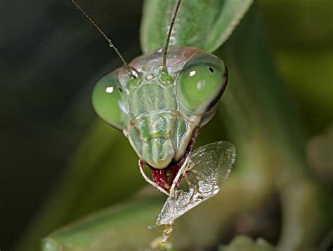 Is Is True Praying Mantis Eat Each Other After Sex