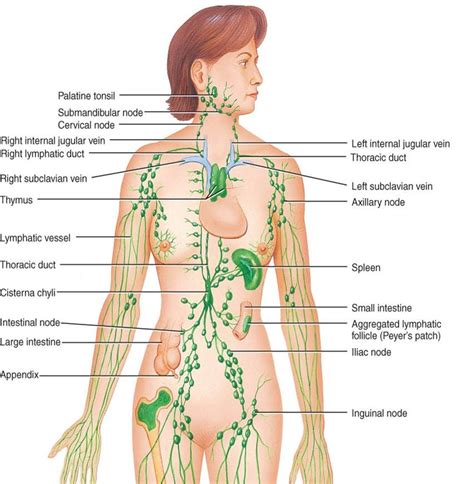 Labeled Diagram Of The Lymphatic System Lymphatic System Lymphatic