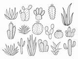 Succulents Grasse Desert Cactuse Macetas Houseplants Suculentas Vasi Vaso Dibujado sketch template