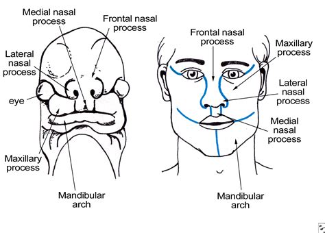 oral maxillo facial surgery nasolacrimal system anatomy