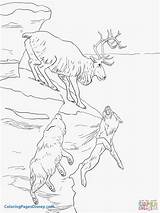 Caribou Coloring Pages Getcolorings Color Printable sketch template