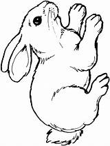 Rabbit של Coloring Pages תמונות Color מצוירת Coloring2print sketch template