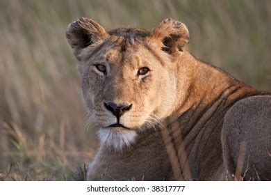 lion safaripark beekse bergen netherlands stock photo  shutterstock
