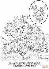 Oklahoma Coloring State Tree Pages Stem Printable Florida Flower Color Supercoloring Template Version Getcolorings Compatible Online Choose Board Pistol Promising sketch template
