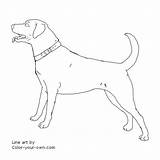 Labrador Coloring Retriever Pages Lab Drawing Dog Color Line Yellow Drawings Puppy Outline Printable Own Colouring Getdrawings Designlooter Labradors Print sketch template
