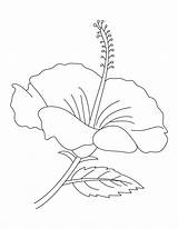 Hibiscus Flower Coloring Pages Drawing Flowers Malaysia National Printable Print Kids Outline Colouring Clipart Para Drawings Color Colorear Flores Bestcoloringpagesforkids sketch template