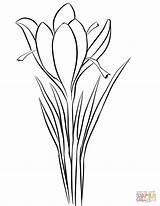 Crocus Coloring Saffron Drawing Pages Sativus Printable Flower Supercoloring Drawings Kleurplaten Draw Plant Color sketch template