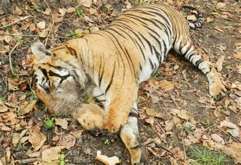 tiger starves to death in bandipur forest after losing teeth and