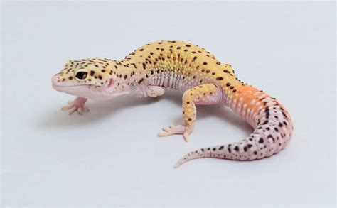 common leopard gecko facts habitat diet lifespan pictures