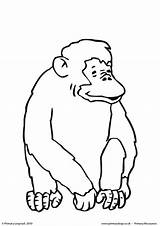 Chimpance Iluminar sketch template
