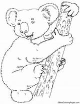 Koala Coloring Wombat Printable Pages Colouring Drawing Sheets Bear Bestcoloringpages Adult Bears Animal Getcolorings Getdrawings Kids sketch template