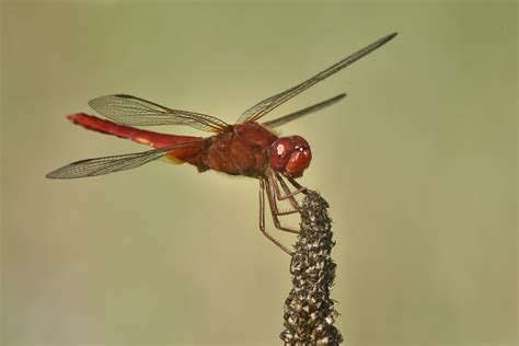 red dragonfly juzaphoto