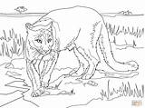 Coloring Pages Cougar Mountain Printable Puma Lion Animal South Florida American Color Track Panthers Panther Rocky Print Sheet Lions Kids sketch template