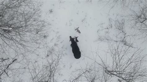 drone pilot captures moment bull moose sheds antlers rare footage