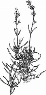 Lavender Coloring Designlooter Verde Cape Flower Pages 81kb sketch template